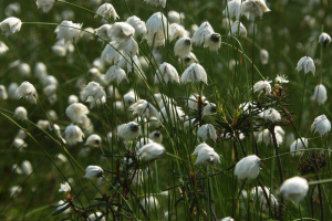 Wełnianka szerokolistna eriophorum latifolium