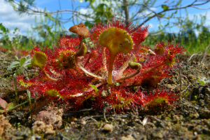 Rosiczka okrąglolistna drosera rotundifolia
