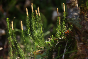 Widłak jałowcowaty lycopodium annotinum
