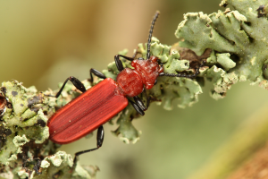 Zgniotek szkarłatny cucujus haematodes