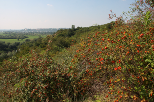 Ciepłolubne zbiorowiska okrajkowe rhamno-prunetea z dominującą r&oacute;żą 