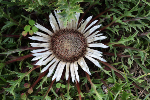 Dziewięćsił bezłodygowy carlina acaulis