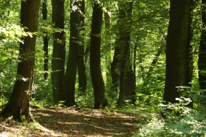 Grąd subkontynentalny tilio cordatae-carpinetum