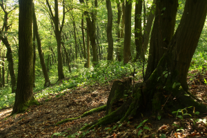 Grąd subkontynentalny tilio cordatae-carpinetum