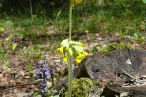 Pierwiosnka lekarska primula veris