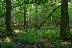 Drzewostan olsu porzeczkowego ribeso nigri-alnetum w okresie suchym