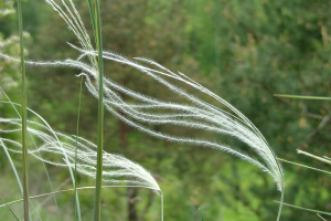 Ostnica jana stipa joannis