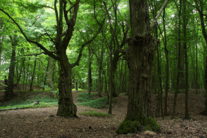 Grąd subkontynentalny tilio cordatae-carpinetum ze znacznym udziałem starych drzew
