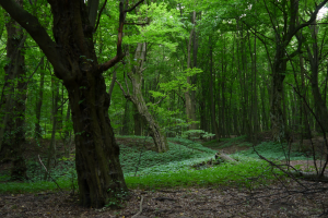 Grąd subkontynentalny tilio cordatae-carpinetum ze znacznym udziałem starych drzew